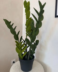 Plante artificielle ZAMIIFOLIA 76 cm Vert